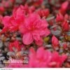 Azalea 'Dwarf Red' -Garden Whisper Shop Azalea Dwarf Red