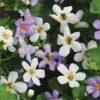 Bacopa Collection 2 Bacopa Collection -Garden Whisper Shop BACO V45758 A h