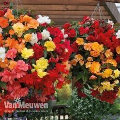 Begonia 'Illumination Mixed' -Garden Whisper Shop BEGO P86758 B