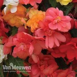 Begonia 'Illumination Mixed' -Garden Whisper Shop BEGO P86758 C
