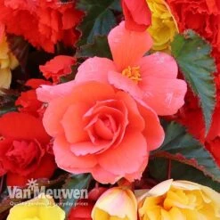 Begonia 'Illumination Mixed' -Garden Whisper Shop BEGO P86758 D