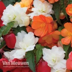 Begonia 'Illumination Mixed' -Garden Whisper Shop BEGO P86758 E