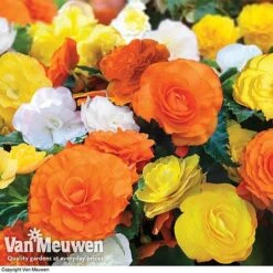 Begonia 'Nonstop Citrus Mix' -Garden Whisper Shop BEGO V48976 A