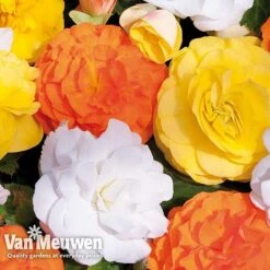 Begonia 'Nonstop Citrus Mix' -Garden Whisper Shop BEGO V48976 C