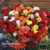 Begonia 'Illumination Mixed' 1 Begonia 'Illumination Mixed' -Garden Whisper Shop BEGO V72065 A