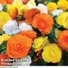 Begonia 'Nonstop Citrus Mix' -Garden Whisper Shop BEGONIA NONSTOPMIXED KC6172 A
