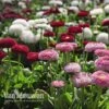 Bellis Perennis 'Bellissima Mixed' 2 Bellis Perennis 'Bellissima Mixed' -Garden Whisper Shop BELL V57241 A