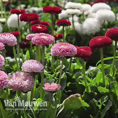 Bellis Perennis 'Bellissima Mixed' 4 Bellis Perennis 'Bellissima Mixed' - Image 2