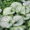 Brunnera Macrophylla 'Jack Frost' 1 Brunnera Macrophylla 'Jack Frost' -Garden Whisper Shop BRUN V58776 A h