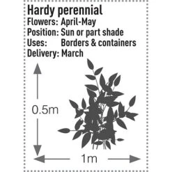 Brunnera Macrophylla 'Jack Frost' -Garden Whisper Shop BRUN V58776 B h