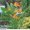 Bird Of Paradise Flower -Garden Whisper Shop Bird Of Paradise Strelitzia