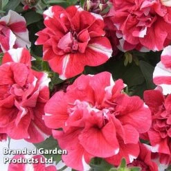 Petunia 'Cherry Ripple' (Tumbelina Series) -Garden Whisper Shop BrandedGP Copyright Image cherry2