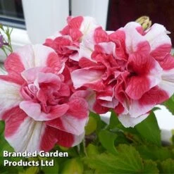 Petunia 'Cherry Ripple' (Tumbelina Series) -Garden Whisper Shop BrandedGP Copyright Image cherry3