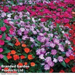 Nurseryman’s Choice Summer Favourites -Garden Whisper Shop BrandedGP Copyright Image impa
