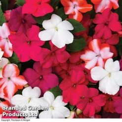 Nurseryman’s Choice Summer Favourites -Garden Whisper Shop BrandedGP Copyright Image red impa