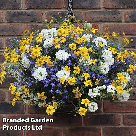 Sherbet Lemon Mix 4 Sherbet Lemon Mix - Image 2