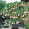 Angels Trumpet Tricolour -Garden Whisper Shop Brugmansia Angels Trumpet Tricolour