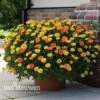 Calendula 'Power Daisy' Collection -Garden Whisper Shop CALE VKA1013 A