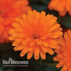 Calendula 'Power Daisy' Collection -Garden Whisper Shop CALE VKA1013 C