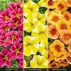 Calibrachoa 'Fruities Collection' -Garden Whisper Shop CALI V48988 A h