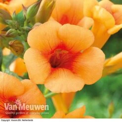 Campsis X Tagliabuana 'Indian Summer' -Garden Whisper Shop CAMP V63780 F