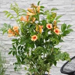 Campsis X Tagliabuana 'Indian Summer' -Garden Whisper Shop CAMP V63780 c