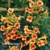 Campsis X Tagliabuana 'Indian Summer' -Garden Whisper Shop CAMP V63780 d