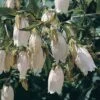 Campanula Takesimana 1 Campanula Takesimana -Garden Whisper Shop CAMP V65192 A h