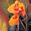 Canna 'Tropicanna' 1 Canna 'Tropicanna' -Garden Whisper Shop CANN V58735 A h