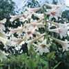Cardiocrinum Giganteum -Garden Whisper Shop CARD V60841 A h