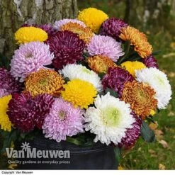 Chrysanthemum 'Incurved Mixed' -Garden Whisper Shop CHRY 72960 B