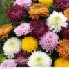 Chrysanthemum 'Incurved Mixed' 1 Chrysanthemum 'Incurved Mixed' -Garden Whisper Shop CHRY 72960 C