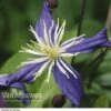Clematis X Aromatica 1 Clematis X Aromatica -Garden Whisper Shop CLEM V15583 A