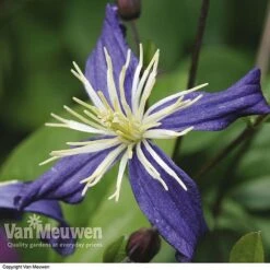 Clematis X Aromatica