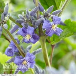 Clematis 'New Love' -Garden Whisper Shop CLEM V56881 A1