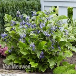 Clematis 'New Love' -Garden Whisper Shop CLEM V56881 C