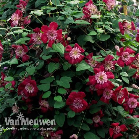 Clematis Avant-Garde™ Evipo033 3 Clematis Avant-Garde™ Evipo033 - Image 2