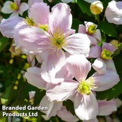 Clematis Montana 'Mayleen' -Garden Whisper Shop CLEM MAYLEEN L39277
