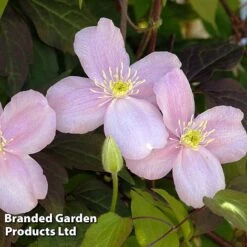 Clematis Montana 'Mayleen' -Garden Whisper Shop CLEM MAYLEEN L39278