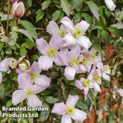 Clematis Montana 'Mayleen' -Garden Whisper Shop CLEM MAYLEEN L39280