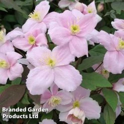 Clematis Montana 'Mayleen' -Garden Whisper Shop CLEM MAYLEEN S23286