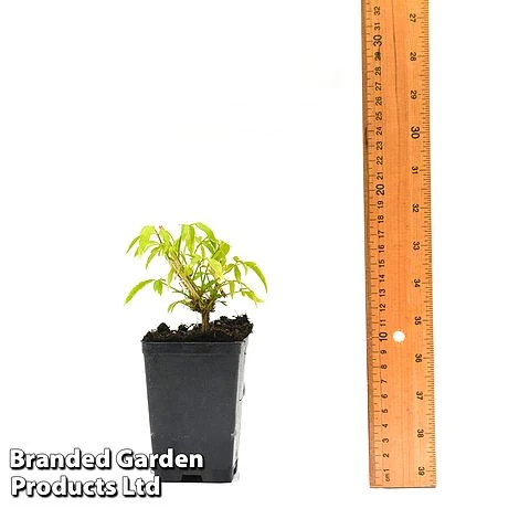 Clematis Napaulensis 6 Clematis Napaulensis - Image 4