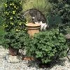Coleus Canina 'Scaredy Cat' -Garden Whisper Shop COLE VKA0115 A