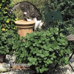 Coleus Canina 'Scaredy Cat' -Garden Whisper Shop COLE VKA0115 B