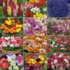 Annual Bedding Plants Collection -Garden Whisper Shop COLL V48705 A h