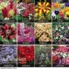 Summer Bedding Collection -Garden Whisper Shop COLL V59855 A