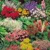 Classic Perennial Collection -Garden Whisper Shop COLL V60082PA A h
