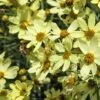 Coreopsis Verticillata 'Moonbeam' -Garden Whisper Shop CORE V59303 A h