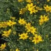 Coreopsis Verticillata 'Zagreb' -Garden Whisper Shop CORE V59305 A h