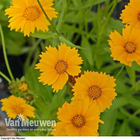 Coreopsis Grandiflora 'Sunray' 4 Coreopsis Grandiflora 'Sunray' - Image 2